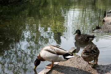 Wall Mural - male and female mallard ducks drinking from the river Alre Alresford Hampshire England