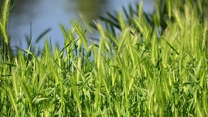 Wall Mural - Green stalks of common barley sway in the wind. Natural background.