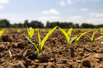 Wall Mural - corn sprouts in sunny spring weather