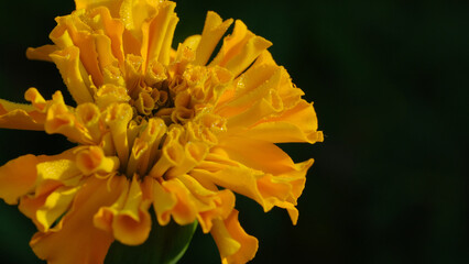Wall Mural - Orange marigold in garden closeup during summer with dew droplets on petals.