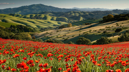 Wall Mural - Poppy field in vibrant red with a backdrop of rolling green hills