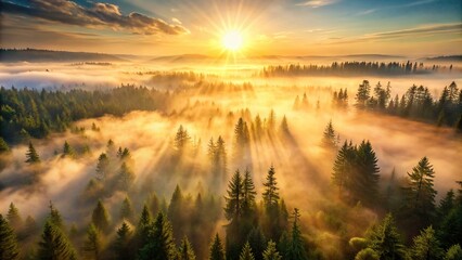 Morning aerial view of misty fir forest with glowing sun light, capturing a foggy