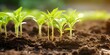 © Ян Заболотний - Nurturing new seedlings in fertile soil for sustainable agriculture practices. Concept Agricultural Sustainability, Seedling Nurture, Fertile Soil, Sustainable Practices, Agriculture