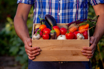 Wall Mural - male farmer holding a box with vegetables. Selective focus
