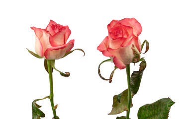 Wall Mural - Pink and white  beautiful rose isolated on a white background.