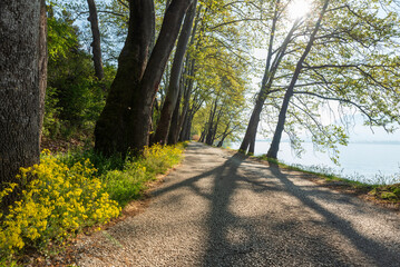 Canvas Print - footpath in the park