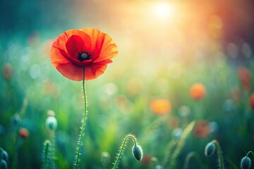 Wall Mural - Poppy blooming in a natural cinematic setting, poppy, nature, flower, red, petals, plants, vibrant, colorful, wildflower, meadow