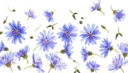 Wall Mural - Fresh flying blue chicory flowers and leaves isolated on white