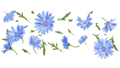 Wall Mural - Fresh flying blue chicory flowers and leaves isolated on white