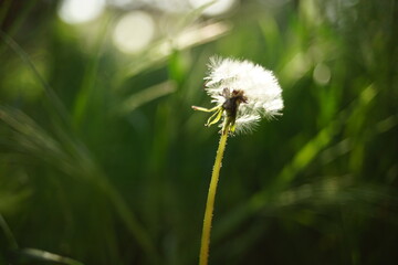 Wall Mural - Spring field with fluffy dandelion flowers grow in green grass