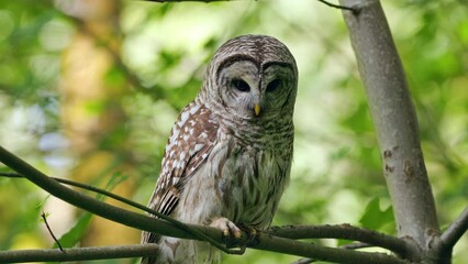 Barred owl (Strix Varia) scanning the ground for prey from a Big Leaf maple branch blowing in the wind in the Pacific Northwest rainforest.