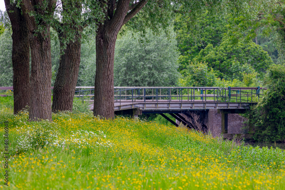 Selective focus of yellow flowers with tree trunk, Wild buttercup ...