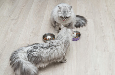 Wall Mural - Two grey Scottish cats are eating food from a bowl. They are fluffy and beautiful. They are very hungry. Mom is a cat and a kitten. The concept is animal food. A soft accent. Soft Focus