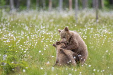 Wall Mural - Two Brown bear cubs playing in the middle of the cotton grass on a Finnish bog