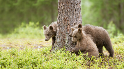 Wall Mural - Three brown bear cubs are standing next to a big pine tree