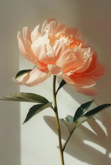Wall Mural - Single Pale Pink Peony Flower in Sunlight Against a White Wall