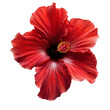 © Nattagid - Bright red hibiscus flower in full bloom isolated on white background, showcasing vibrant petals and intricate details.