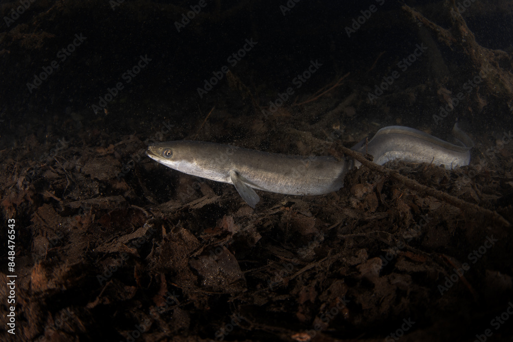 European eel is hiding on the bottom. Eel in freshwater. Nightdive in the lake. Rare fish looks like snakes. 
