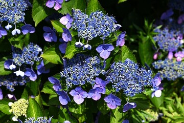 Wall Mural - Hydrangea flowers. Early summer flowers, seasonal flower background material.