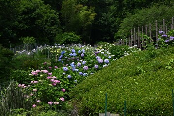 Wall Mural - Hydrangea flowers. Early summer flowers, seasonal flower background material.