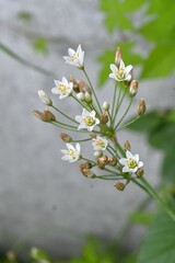 Canvas Print - Fragrant false garlic (Nothoscordum gracile) flowers. Amaryllidaceae evergreen perennial bulbous plants. A weed that grows on roadsides, etc., it blooms with six-petaled white flowers in early summer.