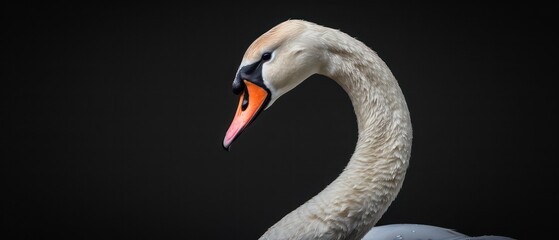 Wall Mural - Majestic swan, with its pristine white feathers and serene presence on the reflective surface of a tranquil lake