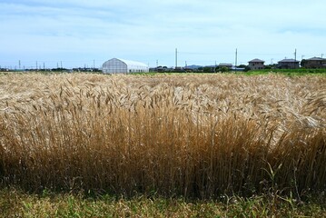 Sticker - Wheat cultivation. Wheat is one of the three major cereal grains in the world, and is milled to produce flour, which is used as an ingredient in bread, noodles, sweets, and more.