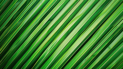 Wall Mural - Striped of palm leaf, Abstract green texture background