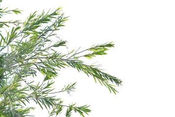 a tree with leaves branches on white isolated background for green foliage backdrop