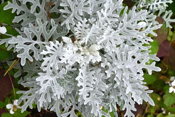 Sticker - Dusty miller ( Senecio cineraria ) flowers. Asteraceae perennial plants.The white cilia on the leaves and stems shine silvery white. Flowering season is from May to July.