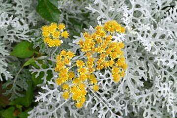 Wall Mural - Dusty miller ( Senecio cineraria ) flowers. Asteraceae perennial plants.The white cilia on the leaves and stems shine silvery white. Flowering season is from May to July.