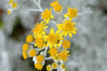 Wall Mural - Dusty miller ( Senecio cineraria ) flowers. Asteraceae perennial plants.The white cilia on the leaves and stems shine silvery white. Flowering season is from May to July.