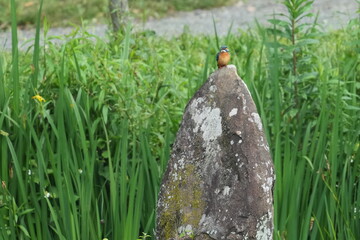 Poster - common kingfisher in a field