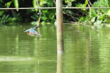 Poster - common kingfisher in a field