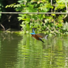 Poster - common kingfisher in a field