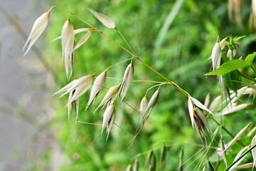 Poster - Wild oat (Avena fatua). Poaceae winter annual weed . A weed that grows in clusters along roadsides.