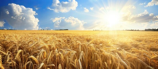 Wall Mural - Field of golden wheat under a sunny sky