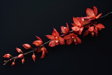 Wall Mural - flower Photography, Dendrobium coccinea, copy space on right,close up, Isolated on Black Background