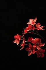 Wall Mural - flower Photography, Epidendrum, copy space on right, close up, Isolated on Black Background