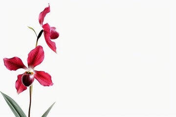 Wall Mural - flower Photography, Phragmipedium, copy space on right, Isolated on white Background