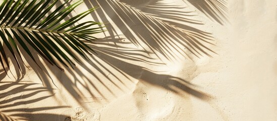 Wall Mural - Shadow palm leaf on sandy beach background with empty space.