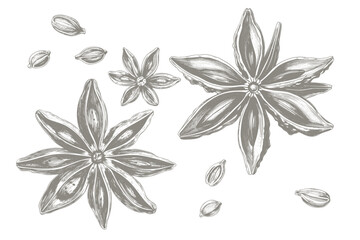 Star anise pods hand drawn illustration or botanical sketch, vector ink pen drawing. Star anise spice or herb seasoning, plant and dried seed pods in hand drawn sketch