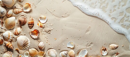 Wall Mural - Seashells scattered on sandy beach. Coastal summer getaway setting with room for text. Aerial perspective.