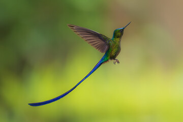 Wall Mural - Violet-tailed Sylph - Aglaiocercus coelestis, beautiful long tailed hummingbird of South America, Mindo, Ecuador, 4K resolution