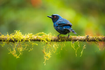 Wall Mural - Masked Flowerpiercer (Diglossa cyanea) mirroring in the water.  Widespread in the Andes from Venezuela to Bolivia, usually above 2,000 m. Feeds on fruit, nectar, and insects.