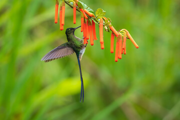 Wall Mural - Violet-tailed Sylph - Aglaiocercus coelestis, beautiful long tailed hummingbird of South America, Mindo, Ecuador, 4K resolution