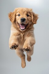 Wall Mural - Golden retriever puppy is jumping in the air. The puppy is smiling and has its tongue out.