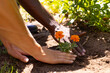 © Wavebreak Media - A diverse couple planting flowers together in garden with lush greenery