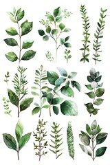 Poster - Detailed Botanical of Culinary and Medicinal Herbs with Informative Diagrams and Minimalist Watercolor Palette