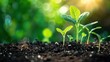 © hisilly - Spring Soil Growth: A Conceptual Background of Sprouting Plants